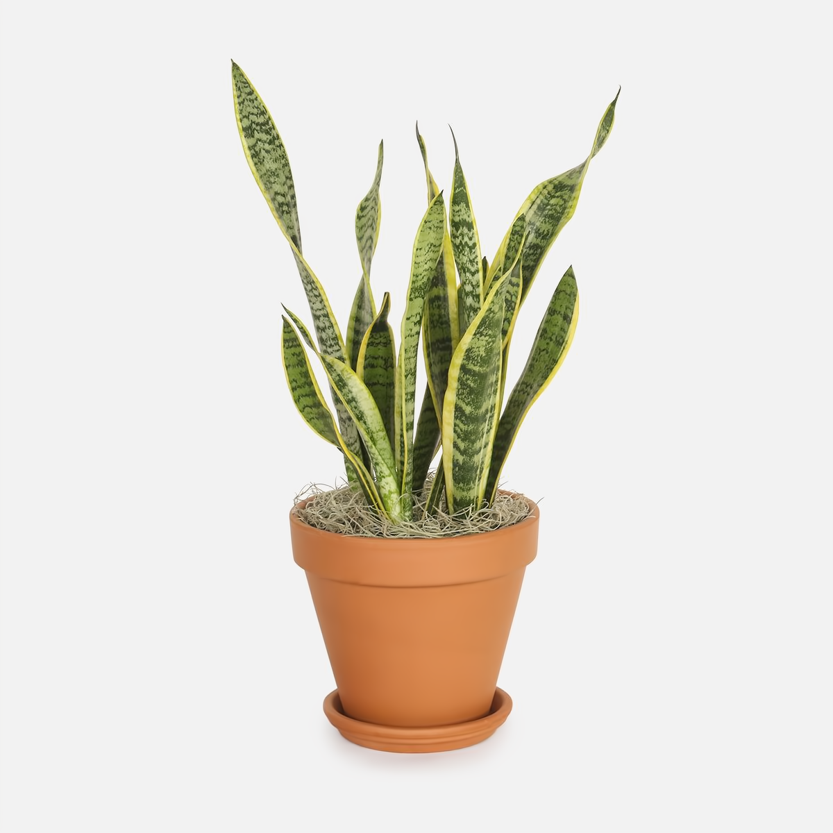 Snake Plant Sanseveria In 10&quot; Clay Pot - Plants