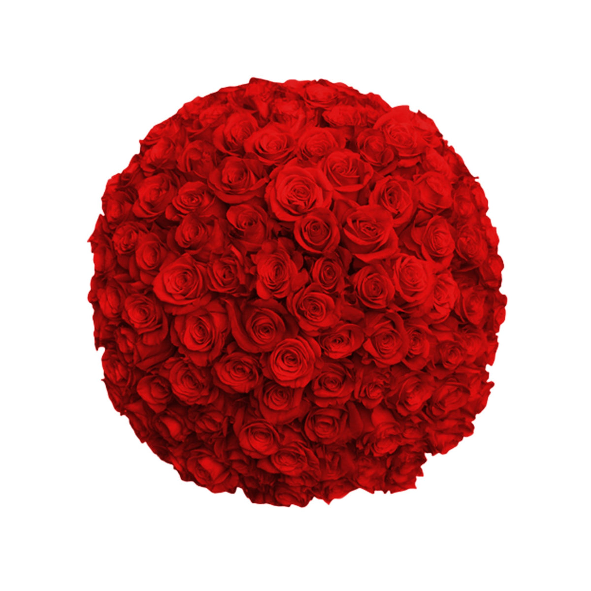 Fresh Roses in a Vase | 100 Red Roses - Roses
