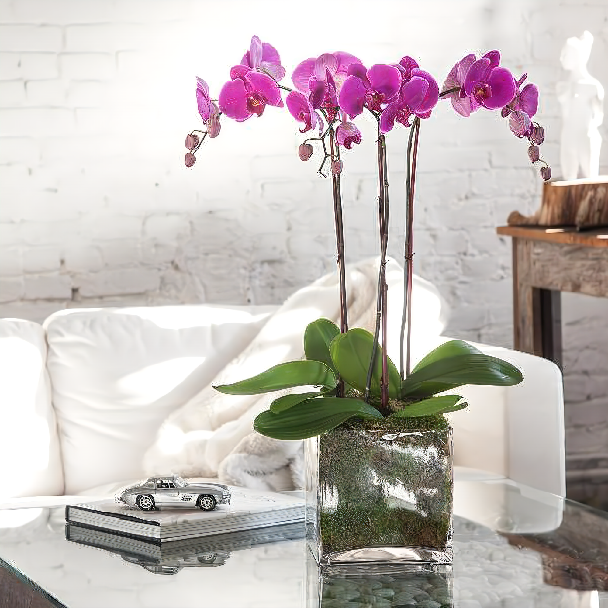Triple Purple Phalaenopsis Orchid - Plants