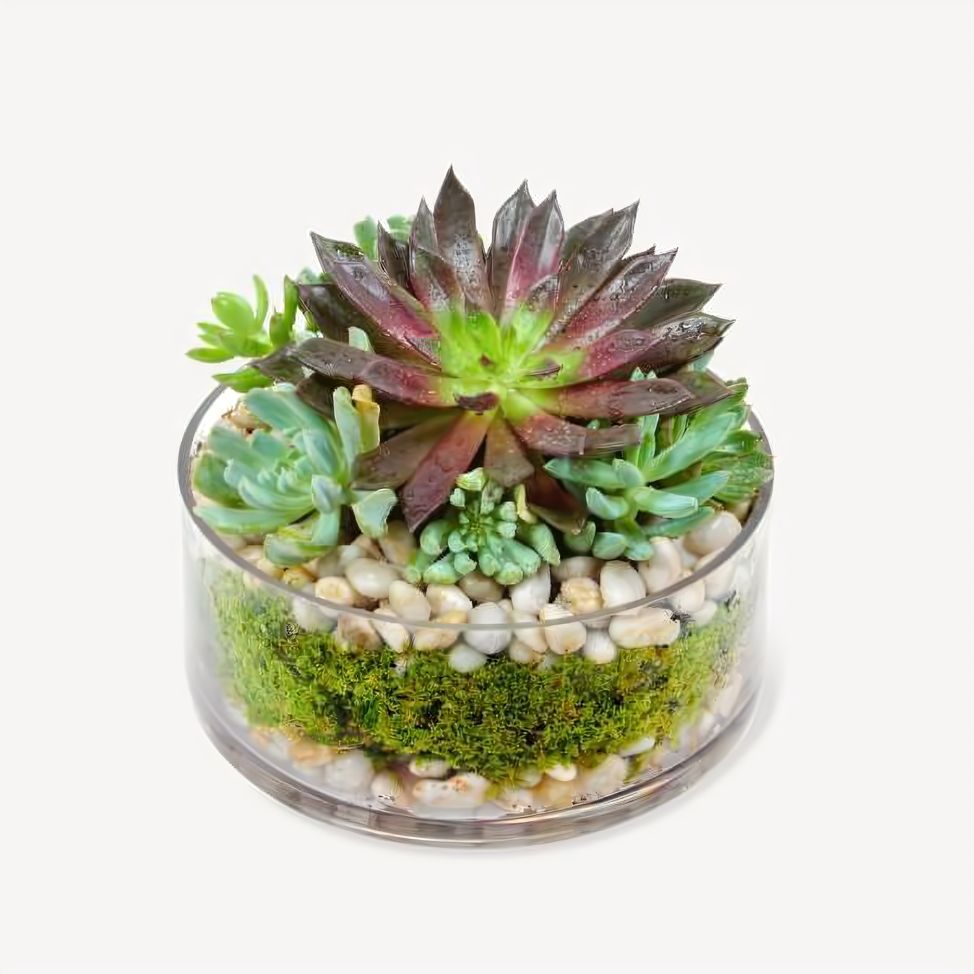 Succulent Dish Garden In Round Glass - Plants