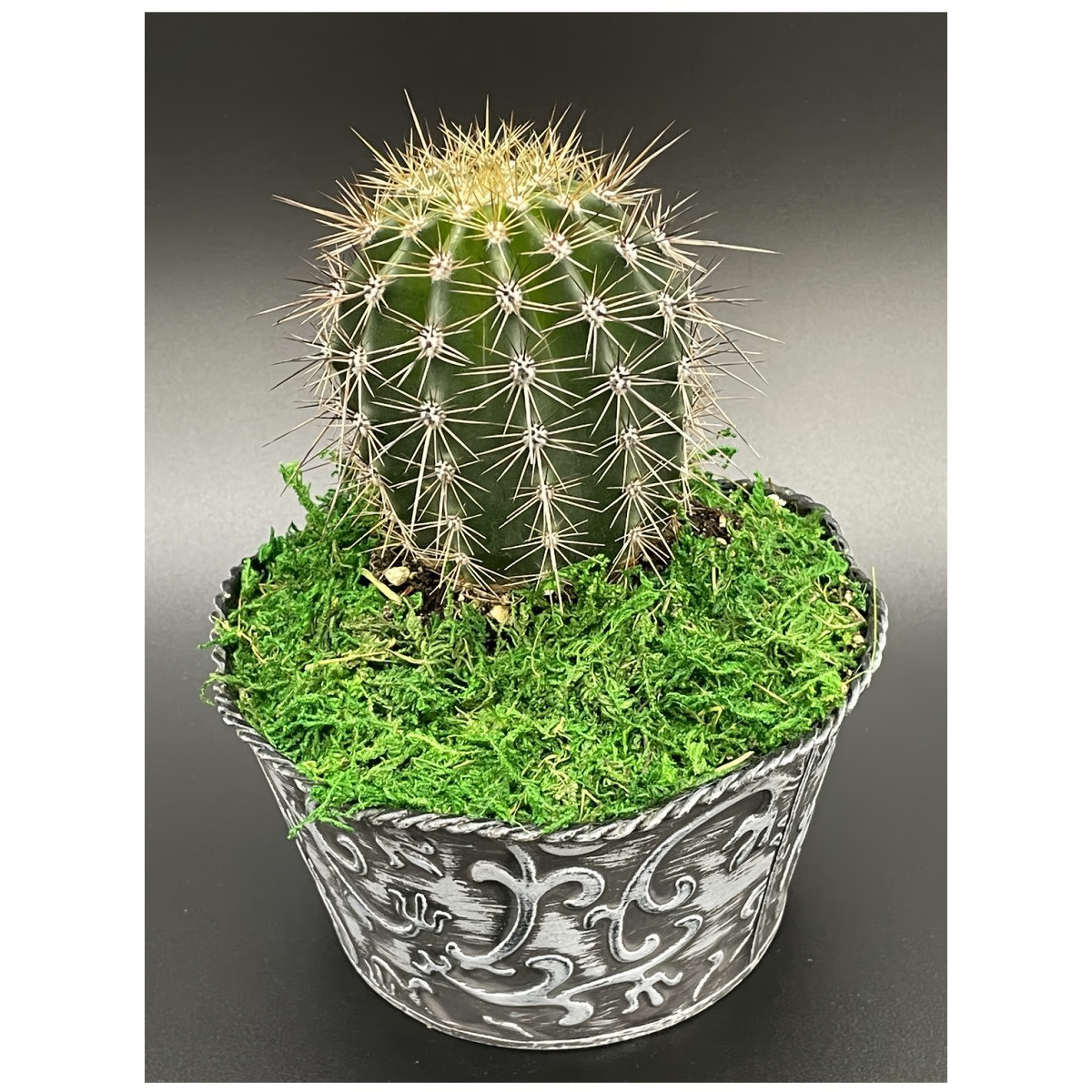 6&quot; Round Golden Barrel Cactus - Plants