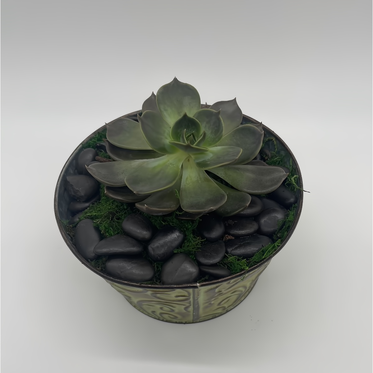 6&quot; Echeveria Succulent In Designer Tin - Plants