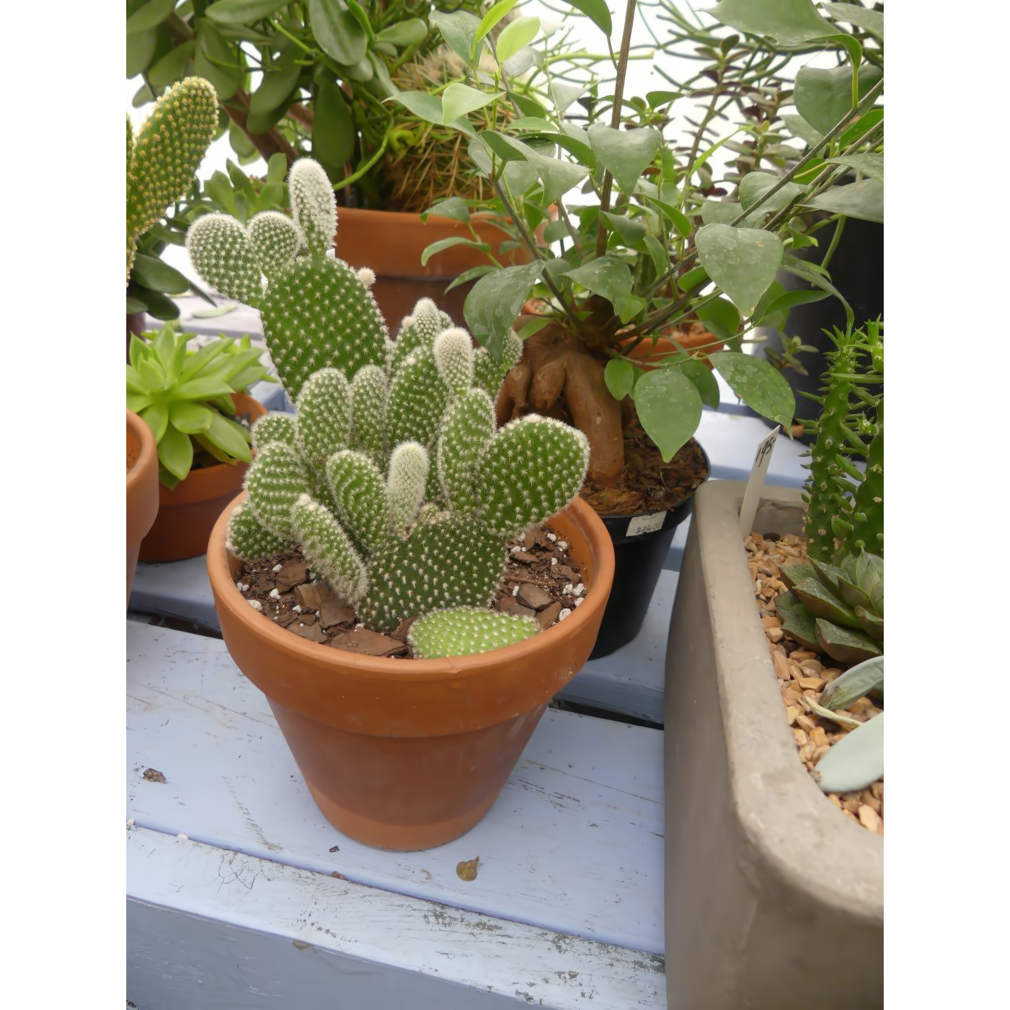 Opuntia Cactus 6" In Clay Pot - Plants