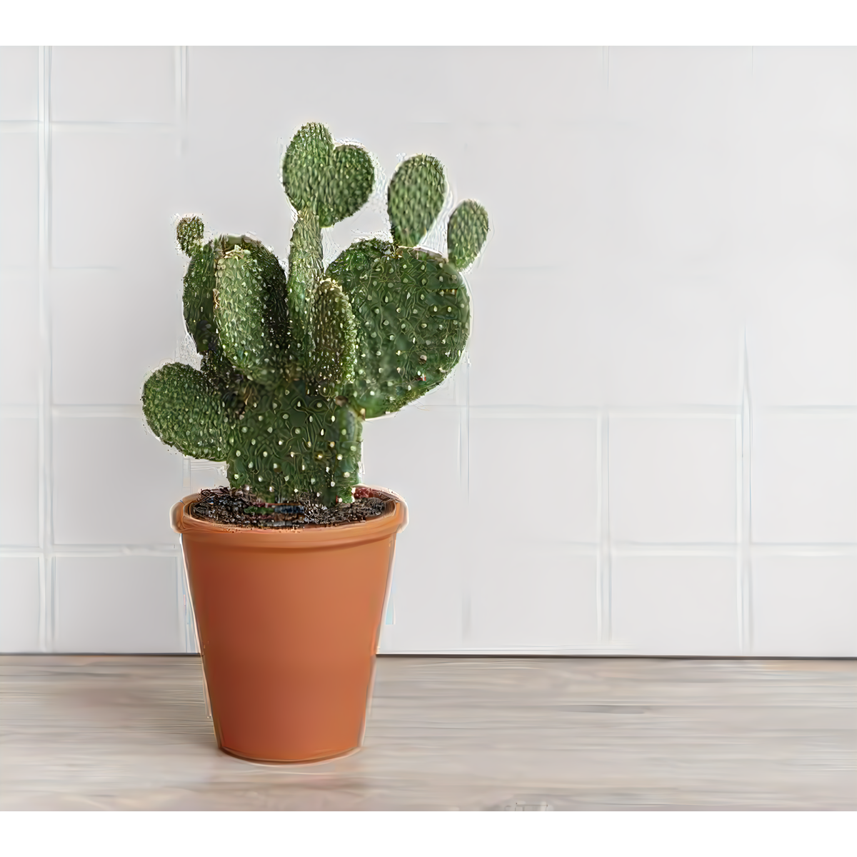 Opuntia 6&quot; Bunny Ears Cactus - Plants