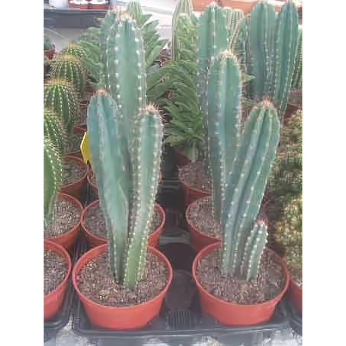 Cereus Peruvianus 10&quot; Cactus In Clay Pot - Plants