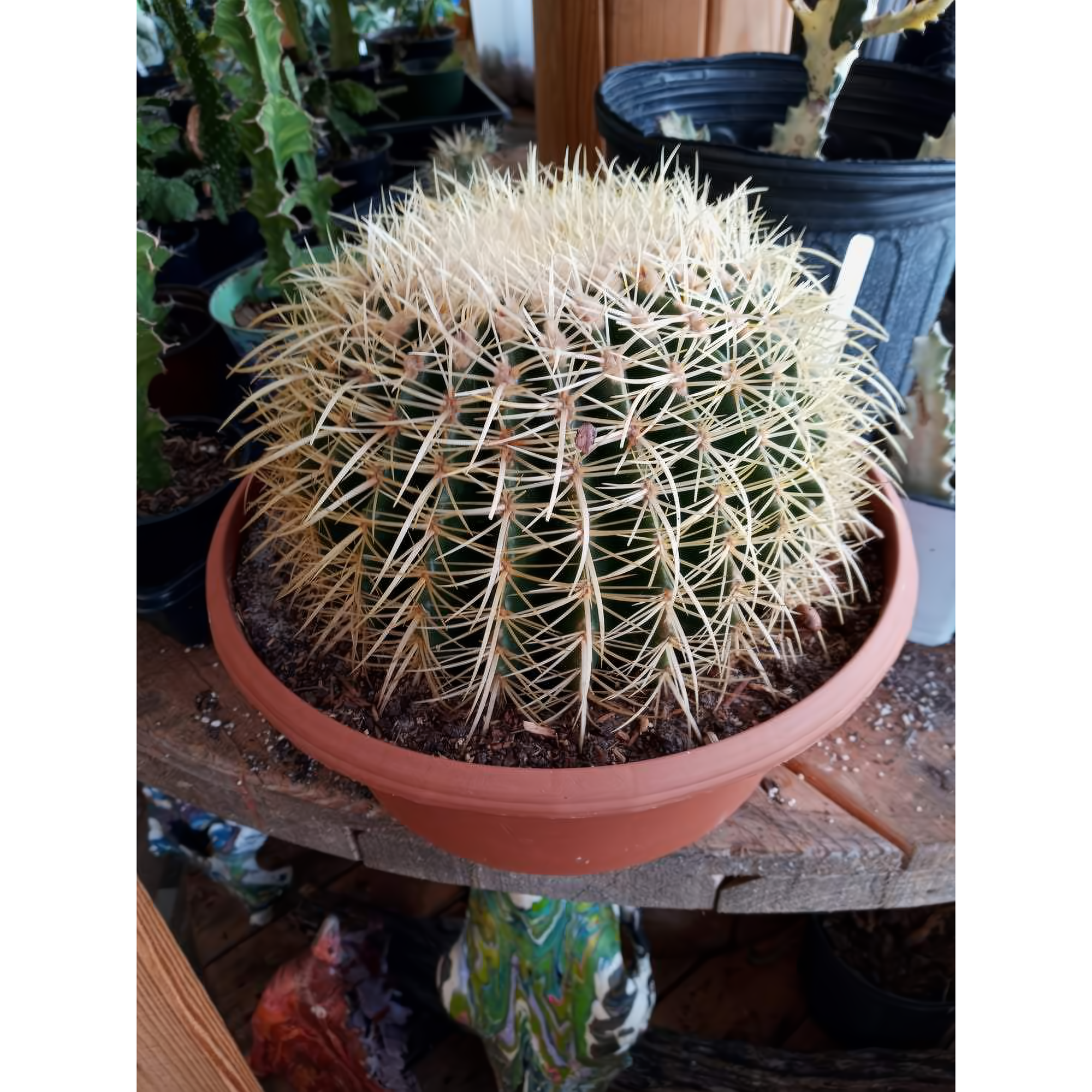 Barrel Cactus 10" In Clay Pot - Plants