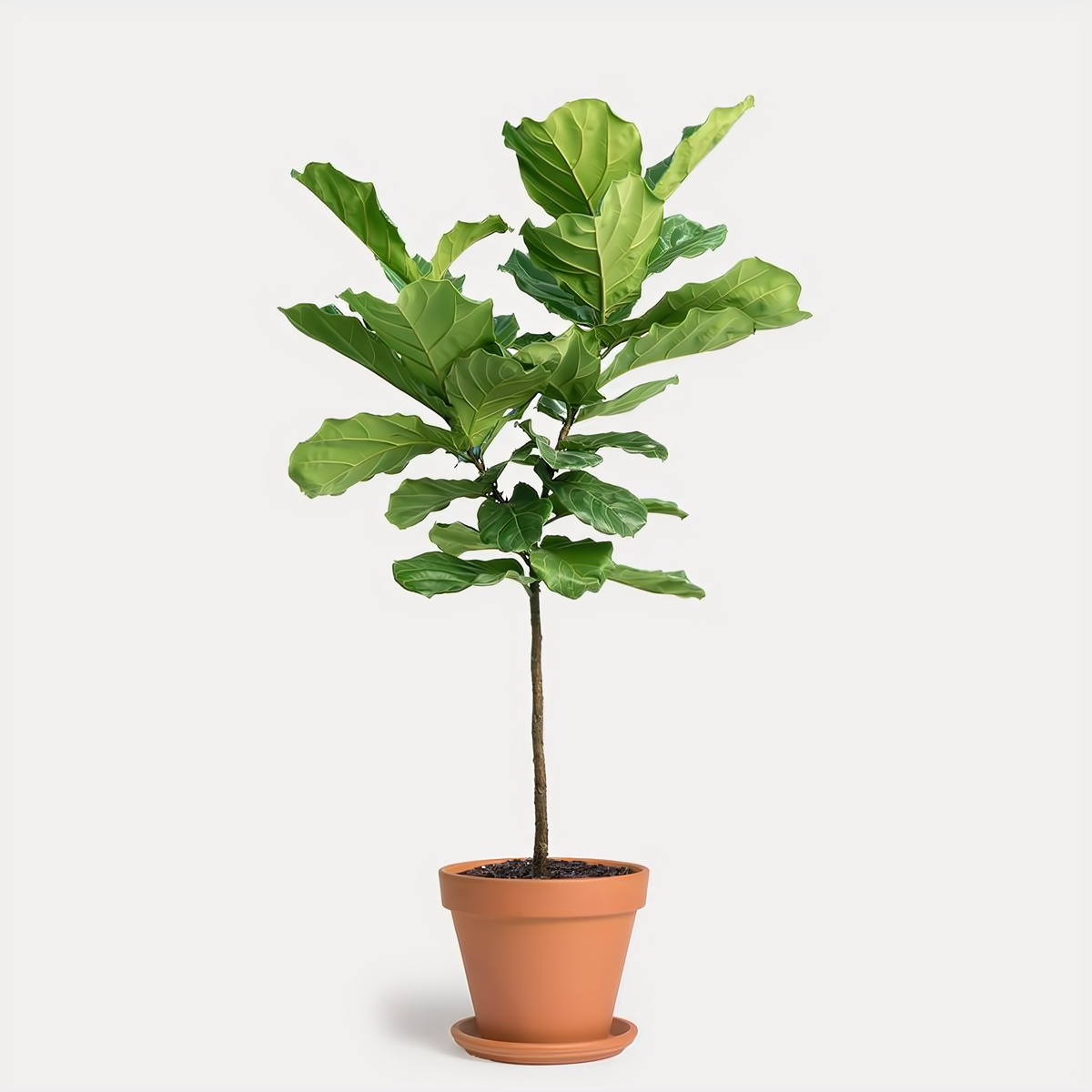 Ficus Lyrata Fig Tree 10&quot; Plant In Clay Pot - Plants