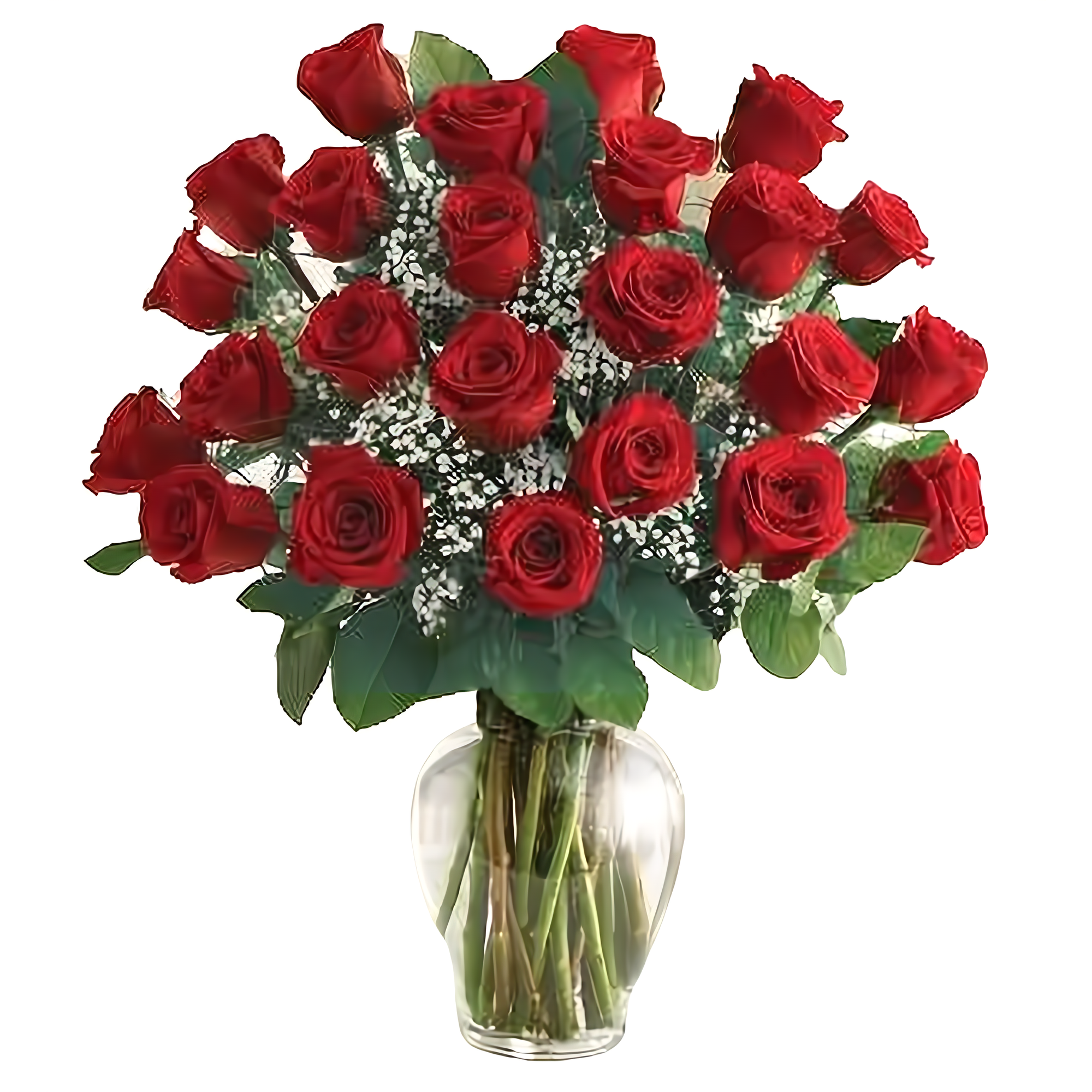 Premium Long Stem 24 Red Roses - Roses